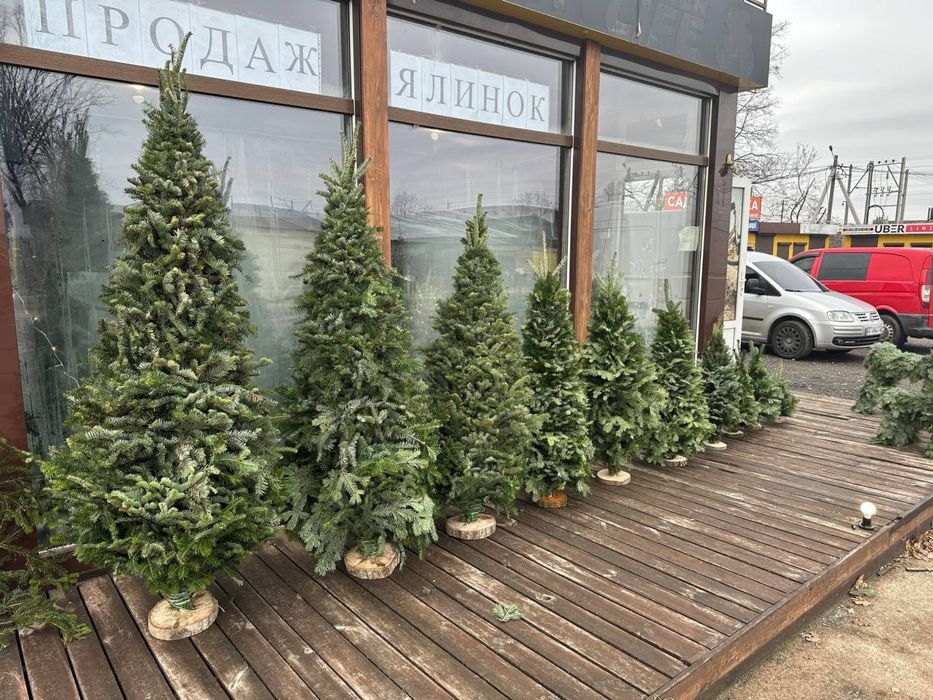 Ялинки плетені карпатські