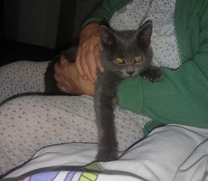 Отдам даром в хорошие руки