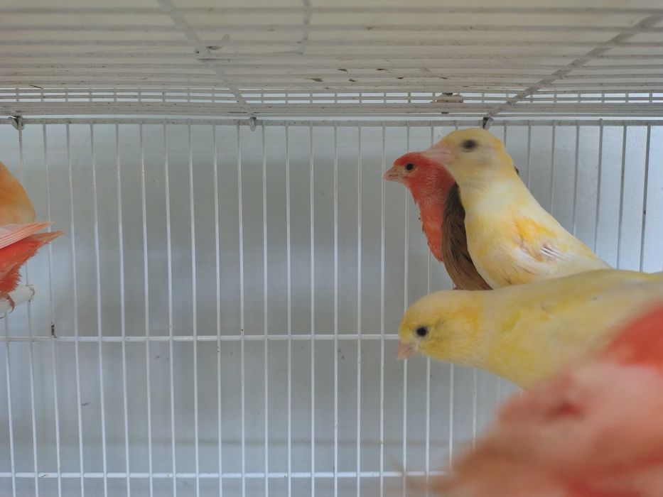 Kanarki samce samice sprzedaż