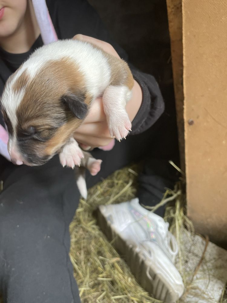 Śniady Owczarek Szkocki Collie