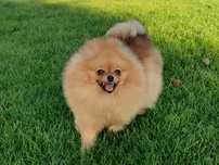 Szpic miniaturowy Pomeranian Fci