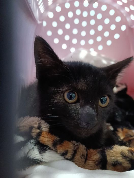 Gabriela gatinho jovem (4meses) para adoção responsável