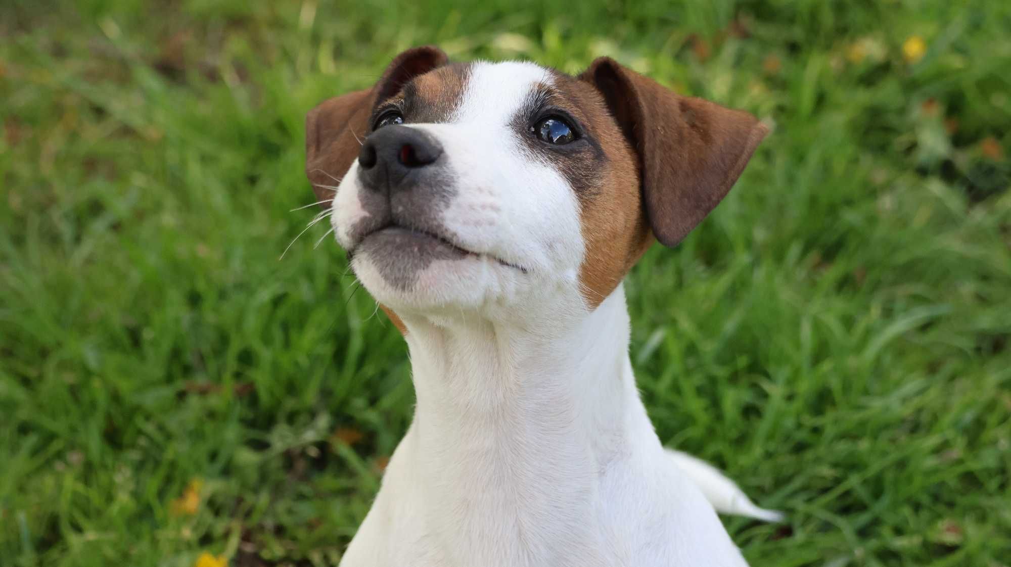 Jack Russell Terrier / BREFIO-    " Ł O B U Z I A K "  ;)