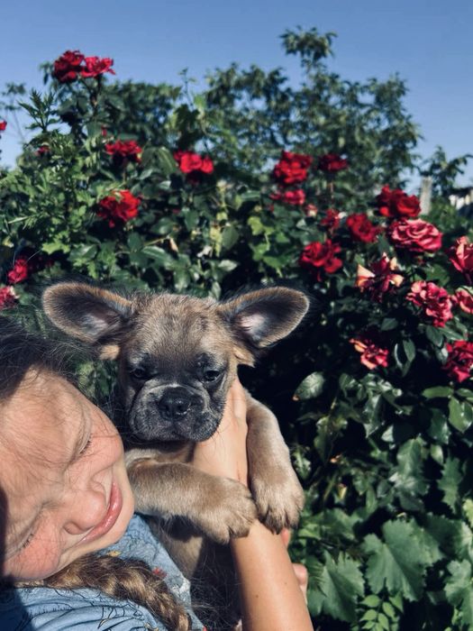 ФЛАФФІ француз бульдог хлопець