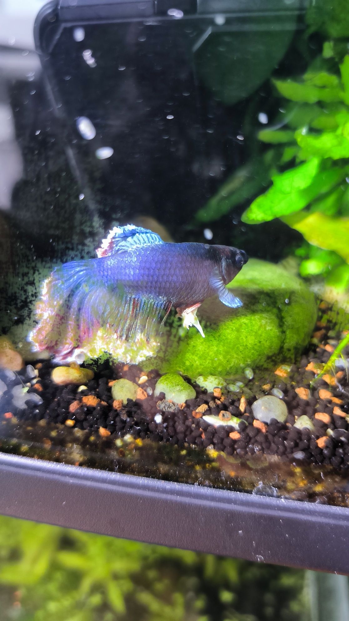 Peixe Betta macho
