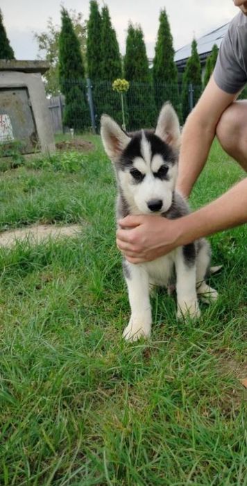 Szczeniak Siberian Husky