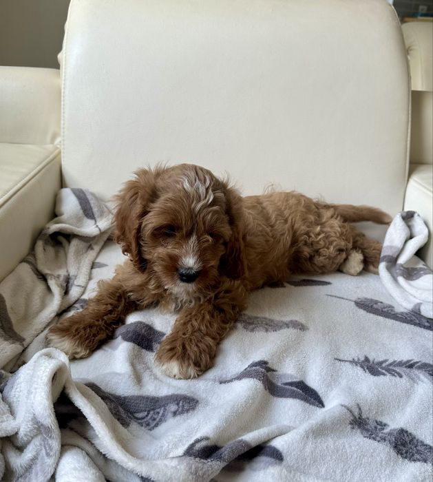 Cavapoo dziewczynka, sunia- badania grnetyczne