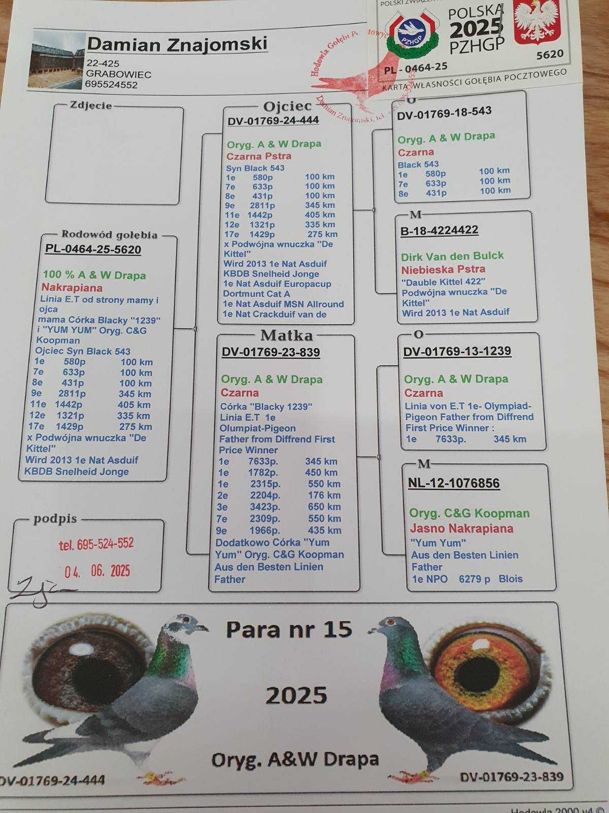Młode po Oryg. A&W Drapa L. Blacky 1239  Inbred Greipel gołąb pocztowy
