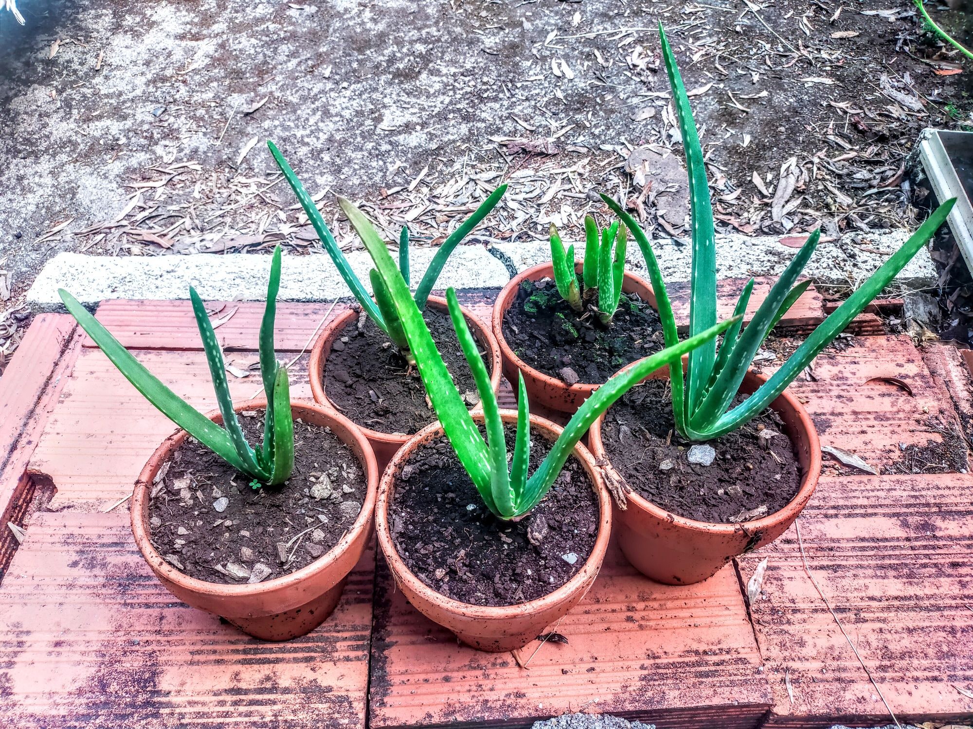Pés de Aloe Vera – 5 disponíveis