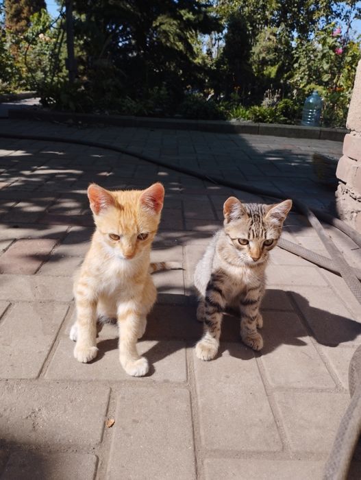 Отдаём 4 котят в хорошие руки