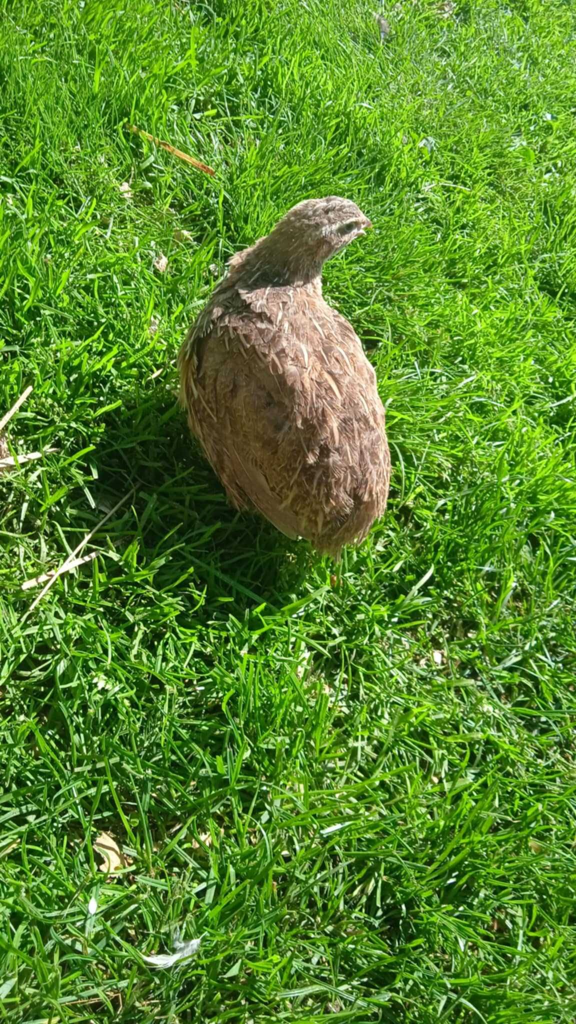 Sprzedam przepiórki