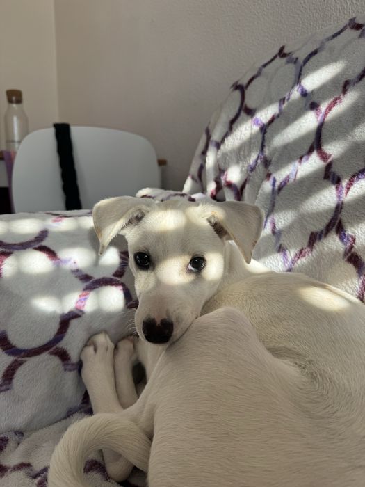 Cachorro para adoção responsável