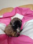 Shih tzu szczeniak