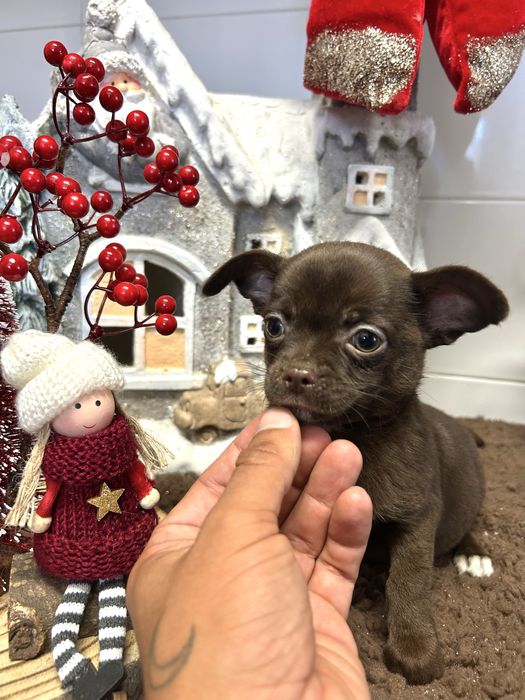 Menino chihuahua chocolate