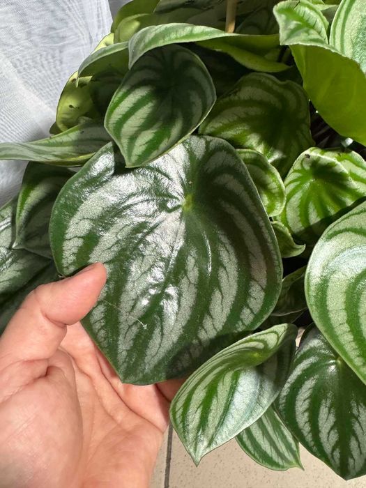 Паперомія .Ріпсаліс Цереускула