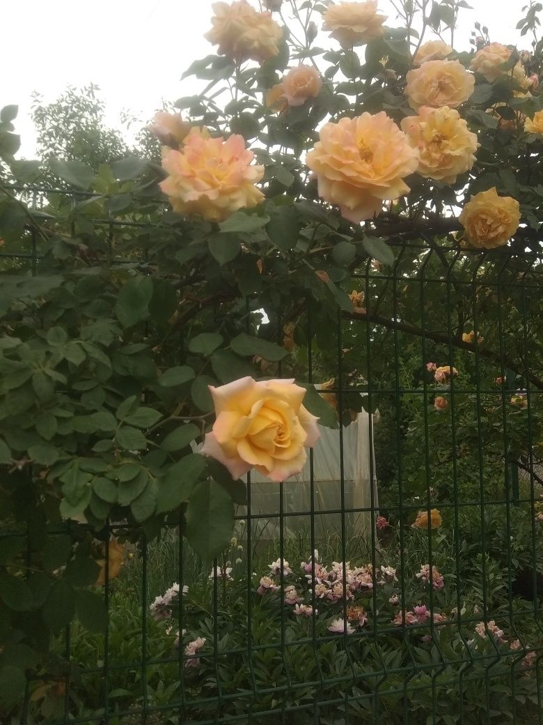 Роза плетистая Саженцы сортовых вьющихся роз
