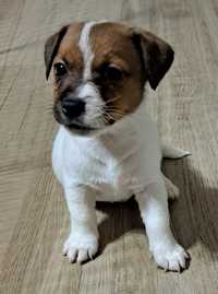 Jack Russell Terrier sunia