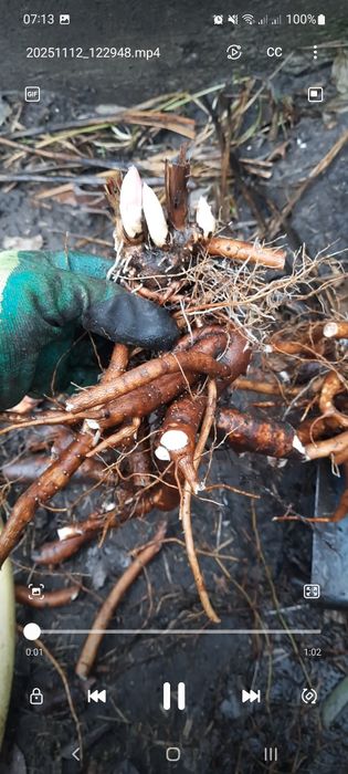 Квіти піони трав'янисті , кущики, саджанці