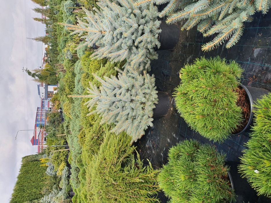 Ель голубая колючая 0,1-7 метров. Доставка, посадка, гарантия.