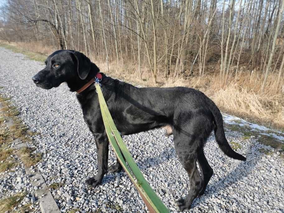 Astor czeka na dom...