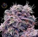 Nasiona marihuany 5 sztuk Blueberry Auto Jungleweed+ GRATISY!!!