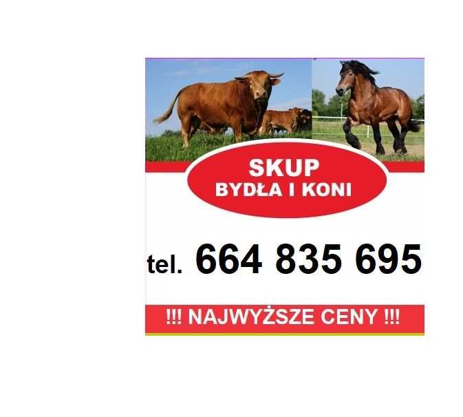 SKUP Bydła Koni Żywca !UBÓJ! Krowy,Krowa,Byk,Byków,Konie,Koń