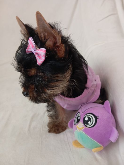 Маленькі красунчики йорки