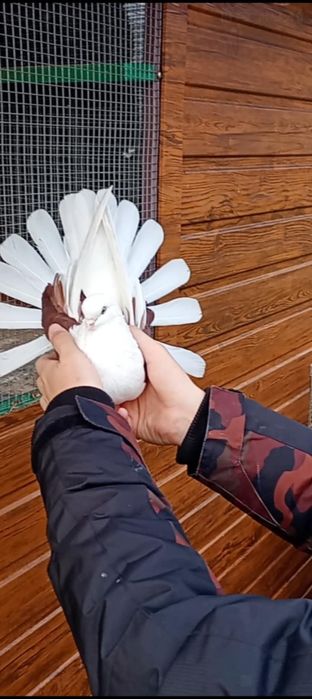 Orliki szaryki nikołajewskie boki