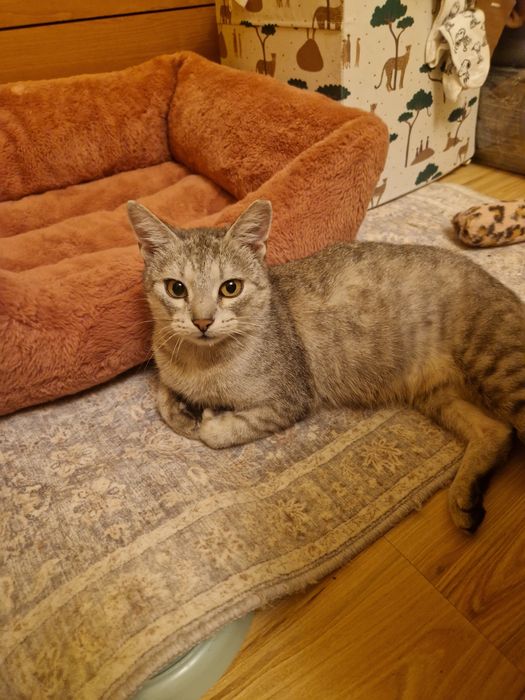 Kotka Myszka szuka odpowiedzialnego i kochającego domu