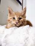 Maine coon kocięta