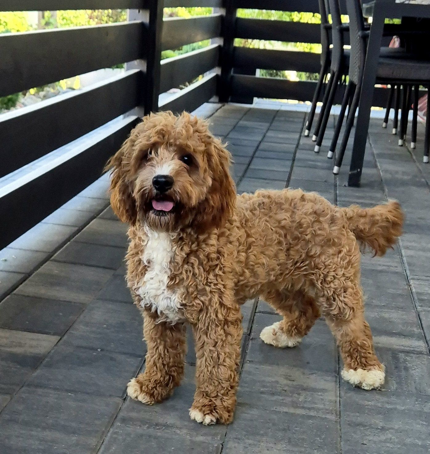 Cavapoo Samczyk F1B