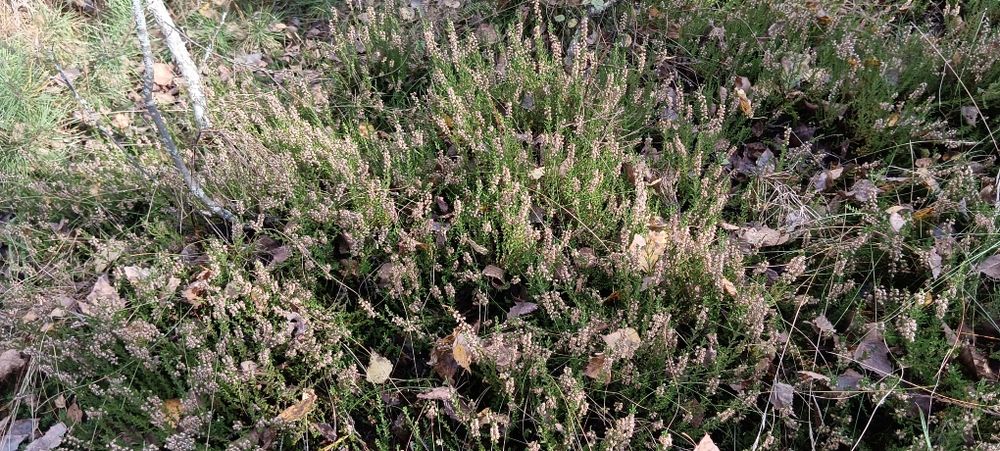 Вічнозелений Вереск