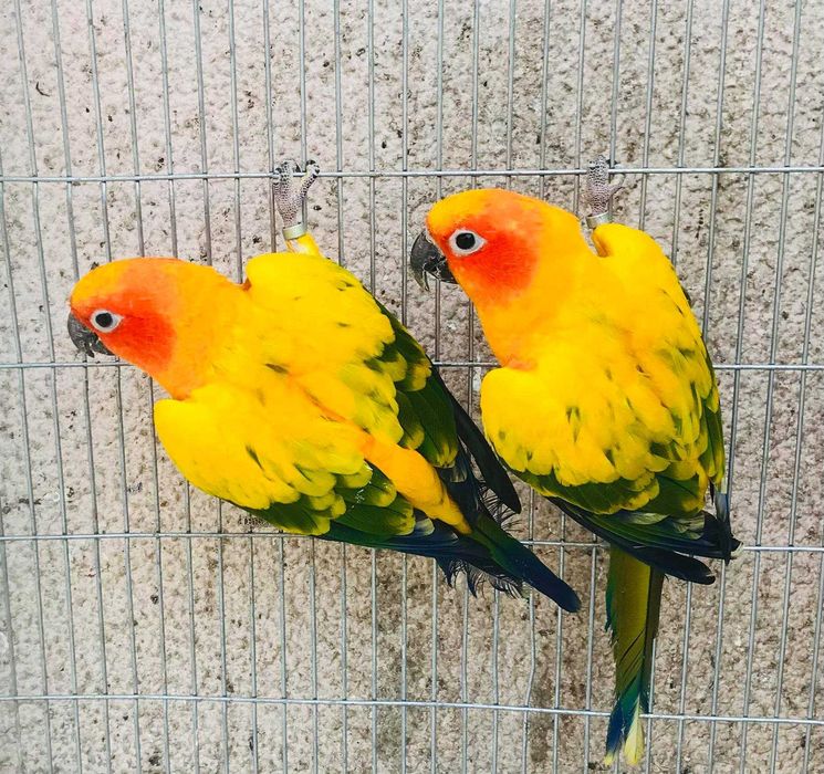Várias aves disponíveis