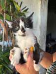 Gatinhos oara adoção