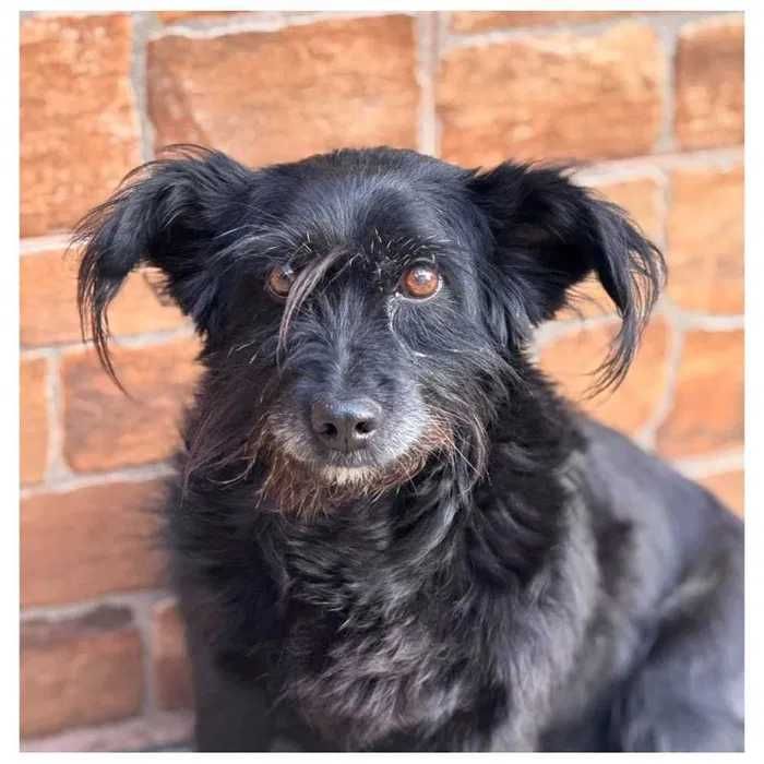 Небольшая собака (10 кг)