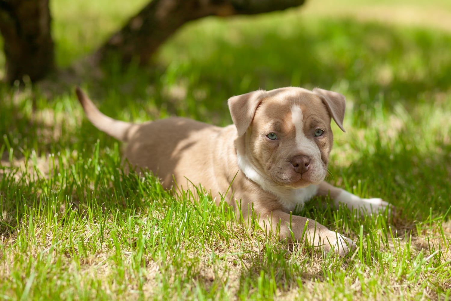 American Bully Pocked piesek ABKC