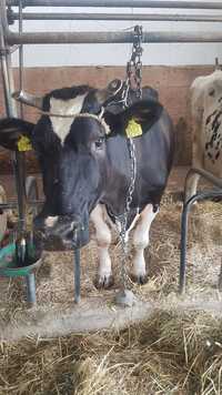 Krowy mleczna hf