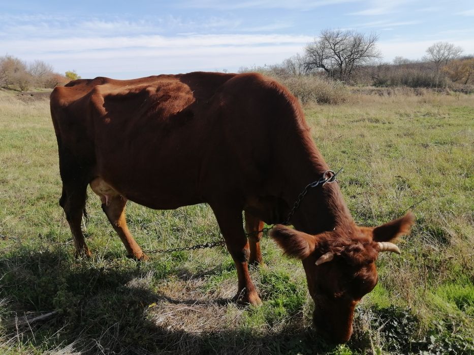 Продам корову срочно.