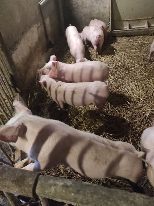 Prosięta warchlaki 30 kg