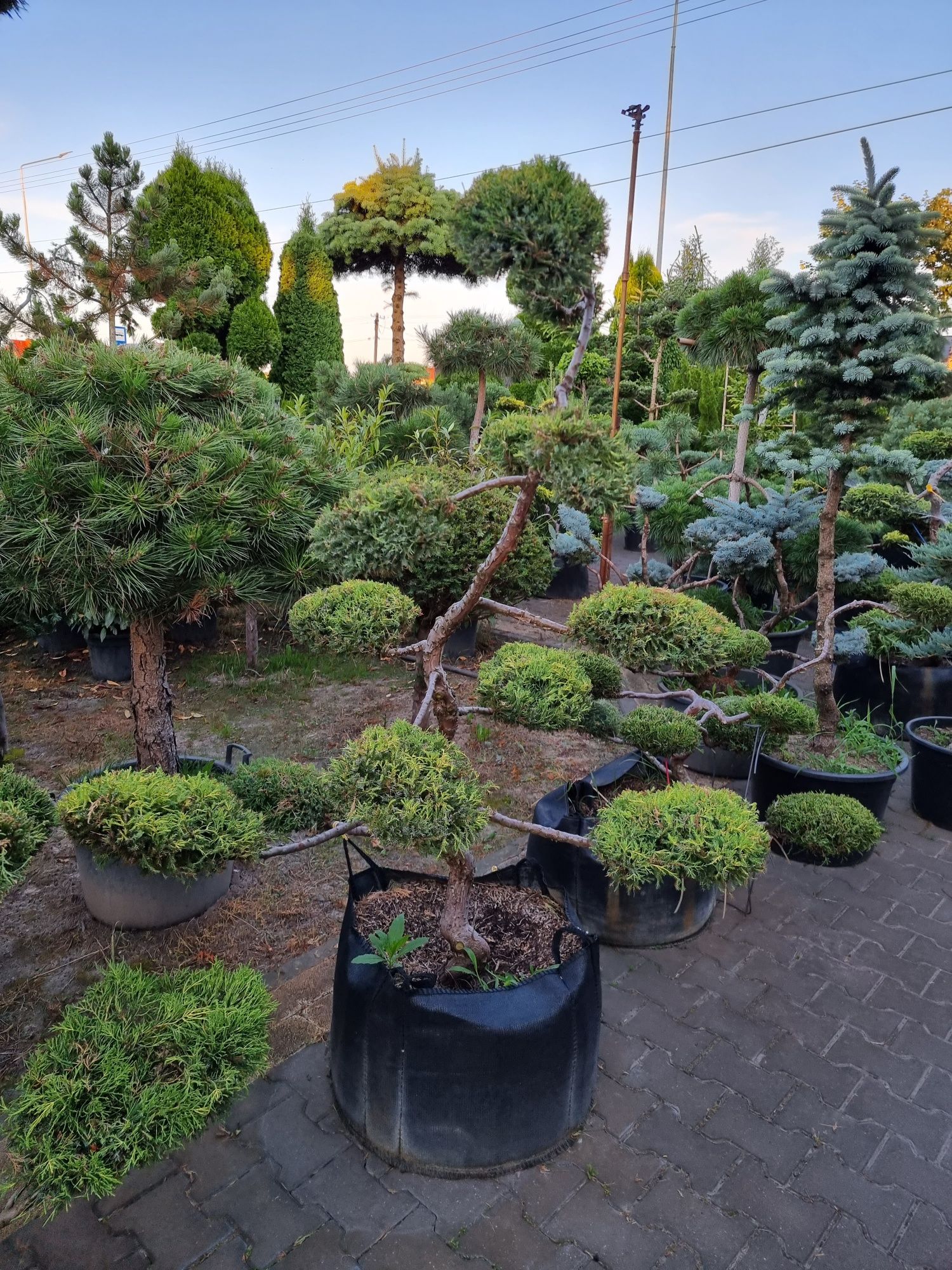 Krzewy ozdobne formowane Niwaki BONSAI rośliny ozdobne Drzewa