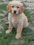 Zapowiedź miotu Golden retriever