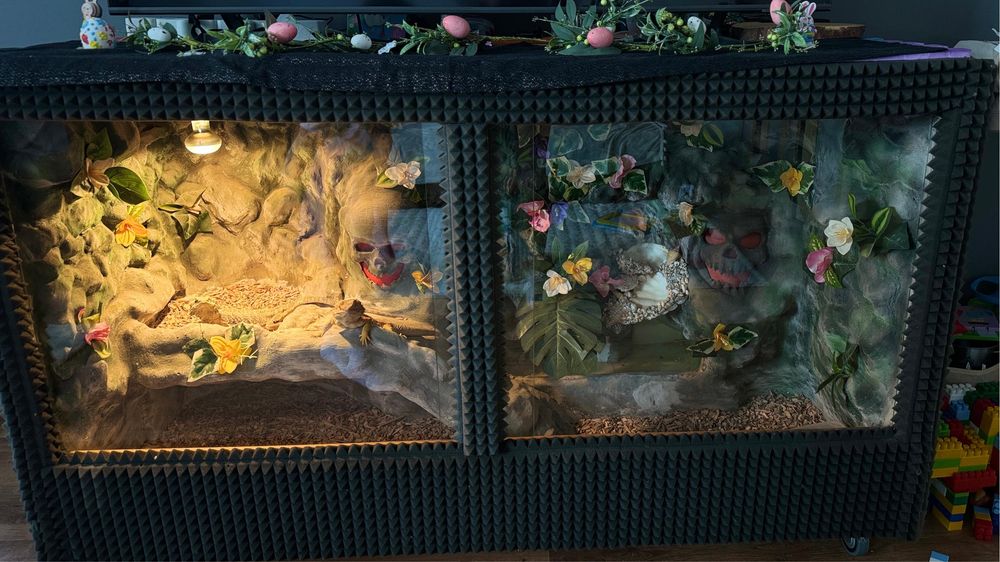 Giga Terarium - Agama - jaszczurki - legwan / sprzedam - zamienie