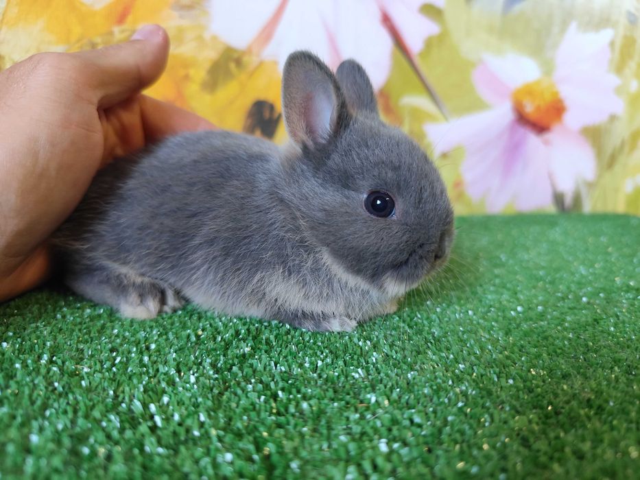 Karzełek Niderlandzki niebieski miniaturka Mini Lop baranek rex blue