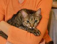 Василіса, смугаста сіра кішка (Таббі), 2 рочки, стерилізована
