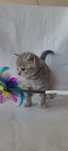 Koteczka Brytyjska silver tabby
