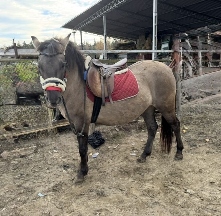Konik polski - dwu i półletnia  klaczka