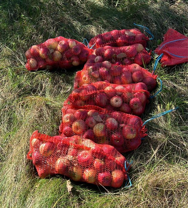 Bardzo smaczne jabłka Cortland 20 kg inpost