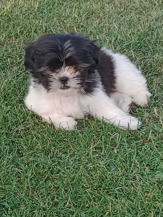 Suczka rasy Shih Tzu gotowa na zmianę domu