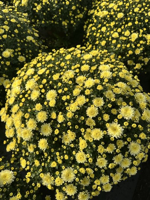 Aktualizacja Zdjęc. Chryzantema Doniczkowa 2025