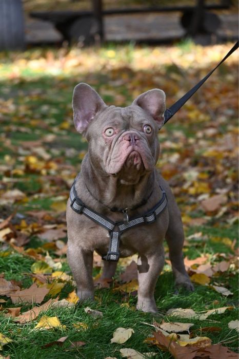 Вьязка  французського бульдога ізабелла нью шейд